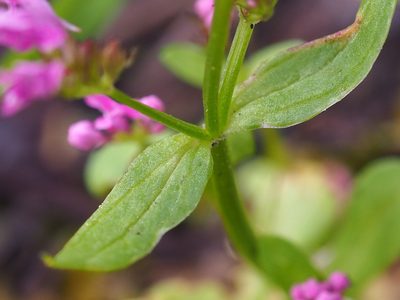 Valeriana congesta