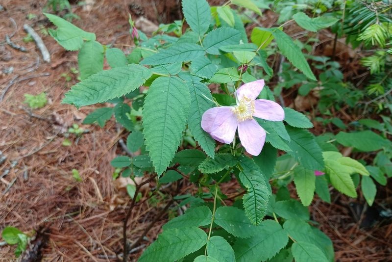Rosa acicularis, photographed by Quinten Wiegersma