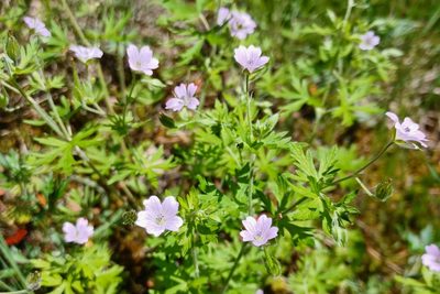 Geranium bicknellii, photographed by Quinten Wiegersma