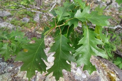 Quercus rubra, photographed by Quinten Wiegersma