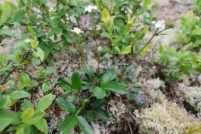 Sibbaldia tridentata, photographed by Quinten Wiegersma