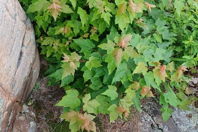 Acer rubrum, photographed by Quinten Wiegersma