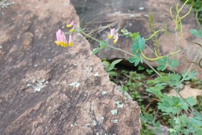 Capnoides sempervirens, photographed by Quinten Wiegersma