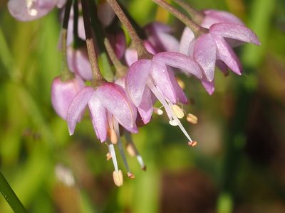 Allium cernuum, photographed by Peter Abrahamsen