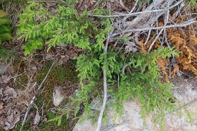 Juniperus communis, photographed by Quinten Wiegersma