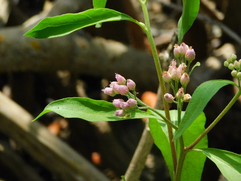 Pluchea odorata, photographed by Mauricio Soto David