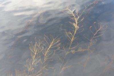 Potamogeton crispus, photographed by Quinten Wiegersma
