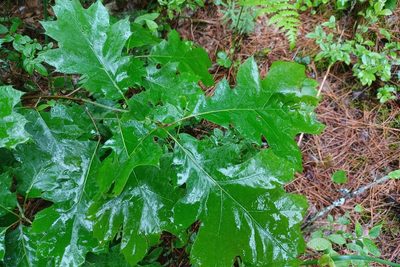 Quercus rubra, photographed by Quinten Wiegersma