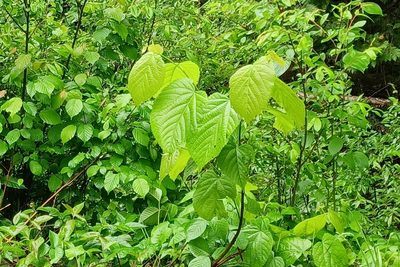 Tilia americana, photographed by Quinten Wiegersma