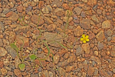 Ranunculus flammula, photographed by Pieter Pelser