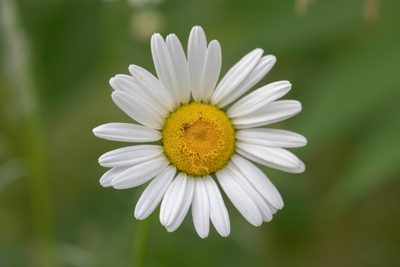 Leucanthemum vulgare, photographed by Kalvin Chan