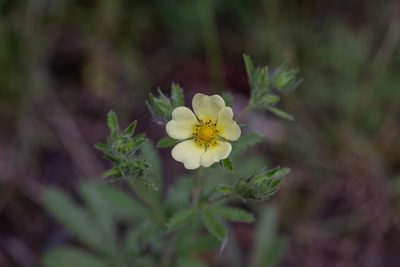 Potentilla recta, photographed by Kalvin Chan