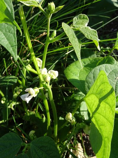 Phaseolus vulgaris, photographed by Thomas Koffel