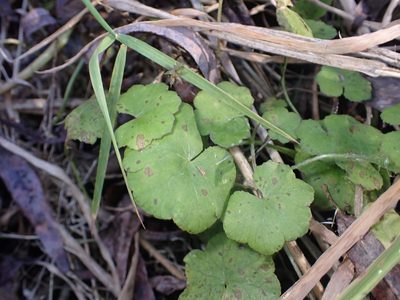 Hydrocotyle novae-zeelandiae