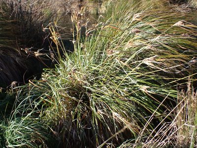 Cyperus ustulatus