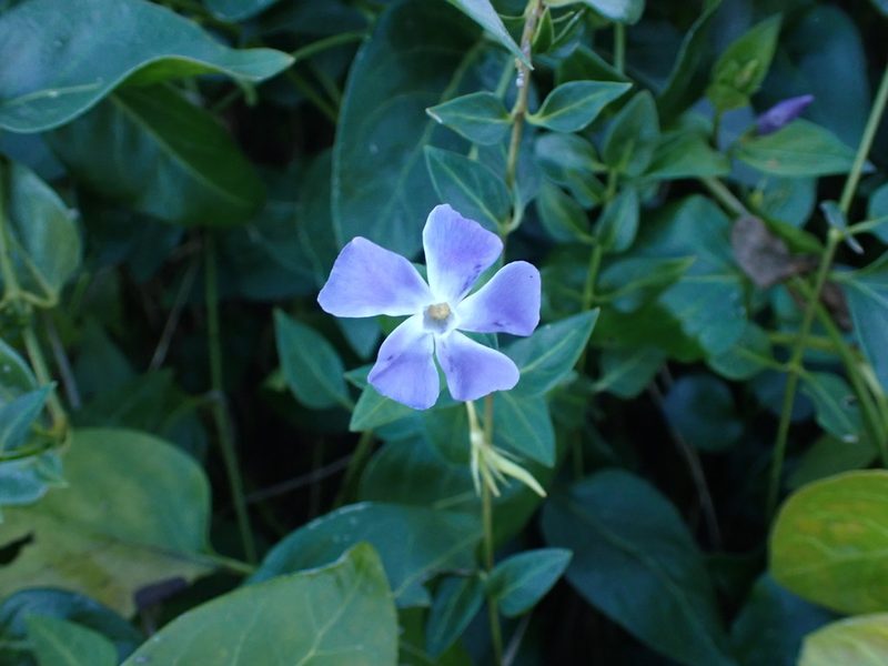 Vinca major, photographed by Sean Clifford