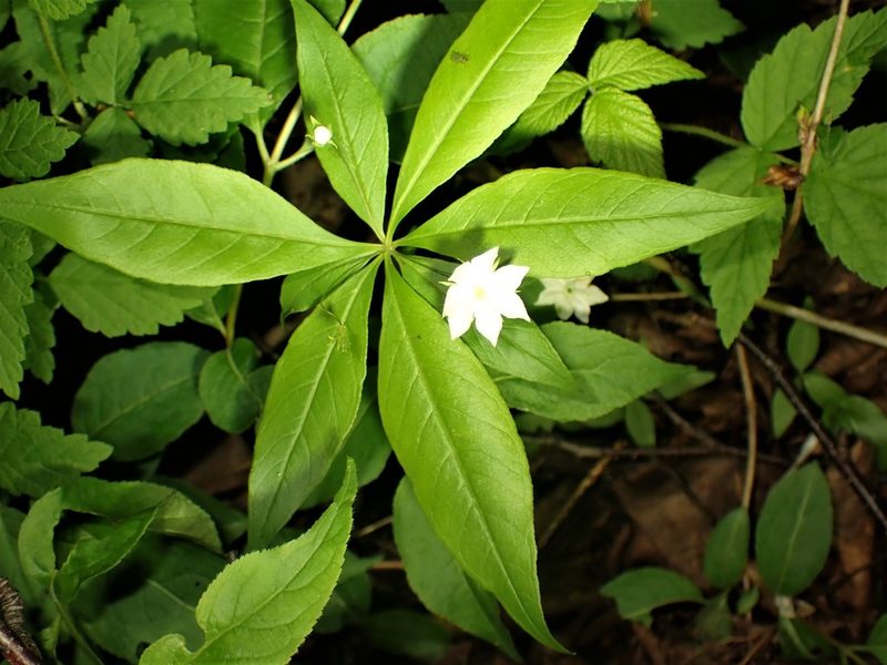 Lysimachia borealis, photographed by Louis Imbeau