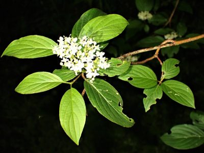 Cornus sericea, photographed by Louis Imbeau