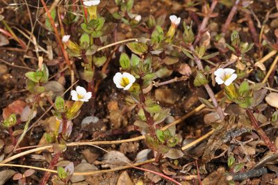 Gratiola sexdentata, photographed by Pieter Pelser