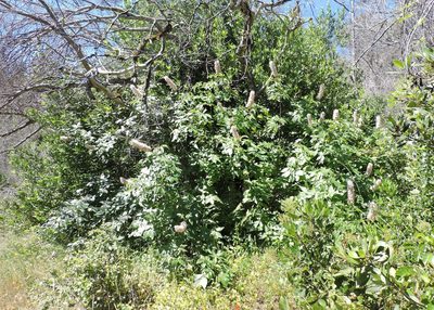Aesculus californica, photographed by Alex