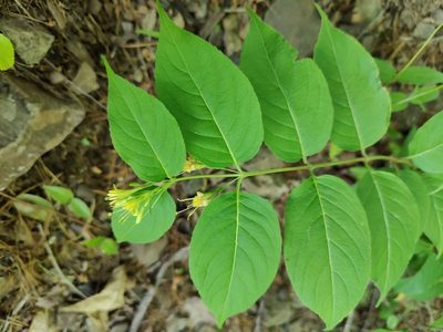 Diervilla lonicera, photographed by Gus