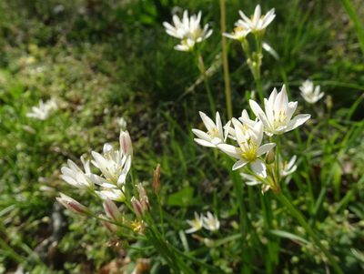 Nothoscordum bivalve, photographed by Thomas Koffel