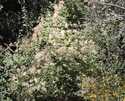 Holodiscus discolor, photographed by Alex