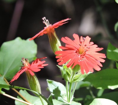 Silene laciniata, photographed by Alex