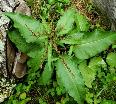 Rumex obtusifolius, photographed by Terri Koontz