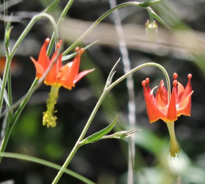 Aquilegia eximia