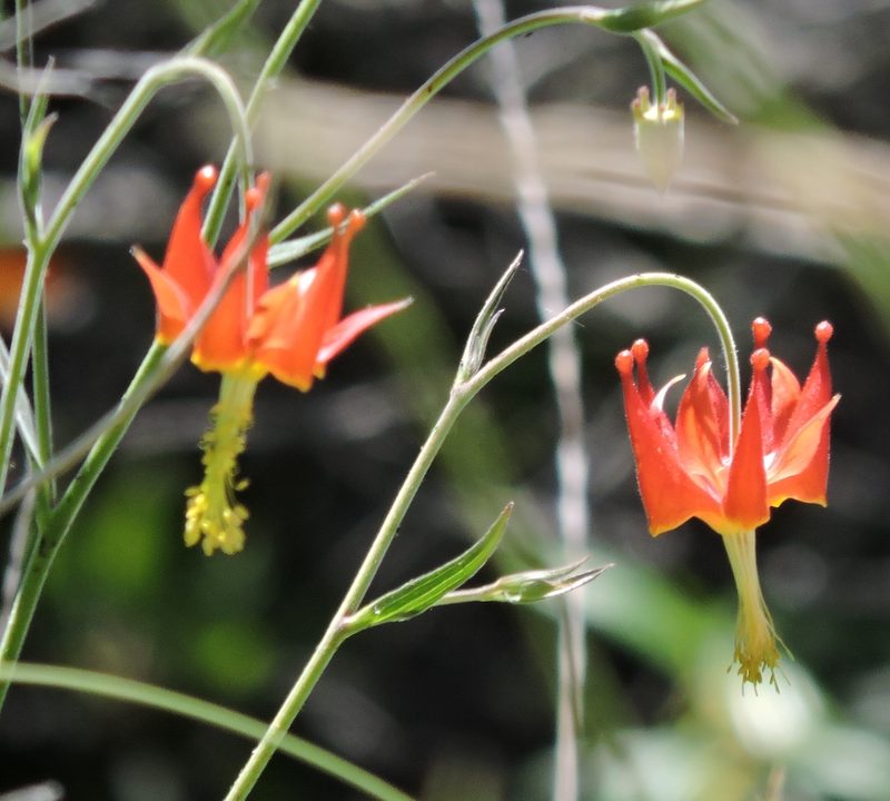 Aquilegia eximia, photographed by Alex