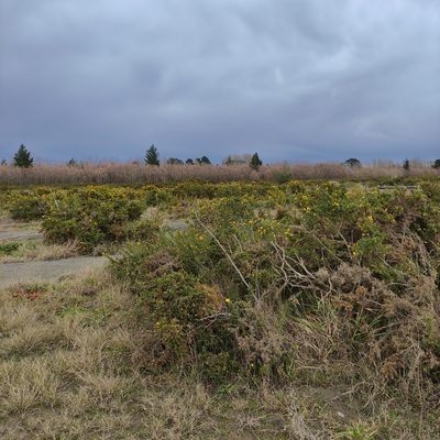 Ulex europaeus