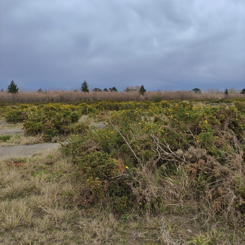 Ulex europaeus, photographed by Jenny Saito