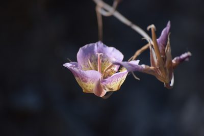 Calochortus plummerae, photographed by velodrome