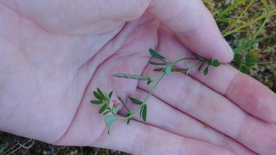 Acmispon parviflorus, photographed by Fern