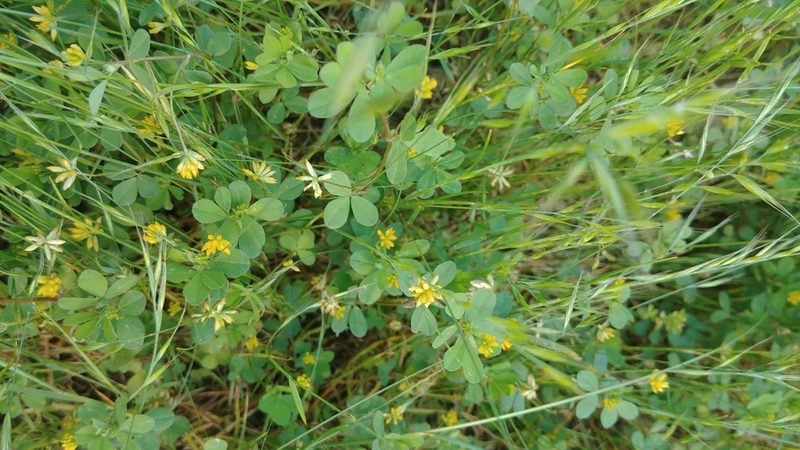 Trifolium dubium, photographed by Fern