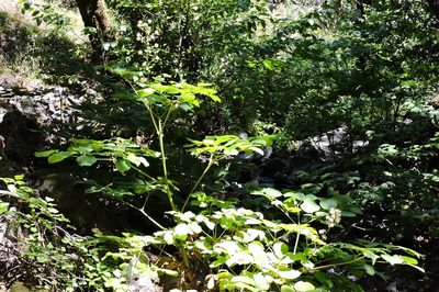Aralia californica
