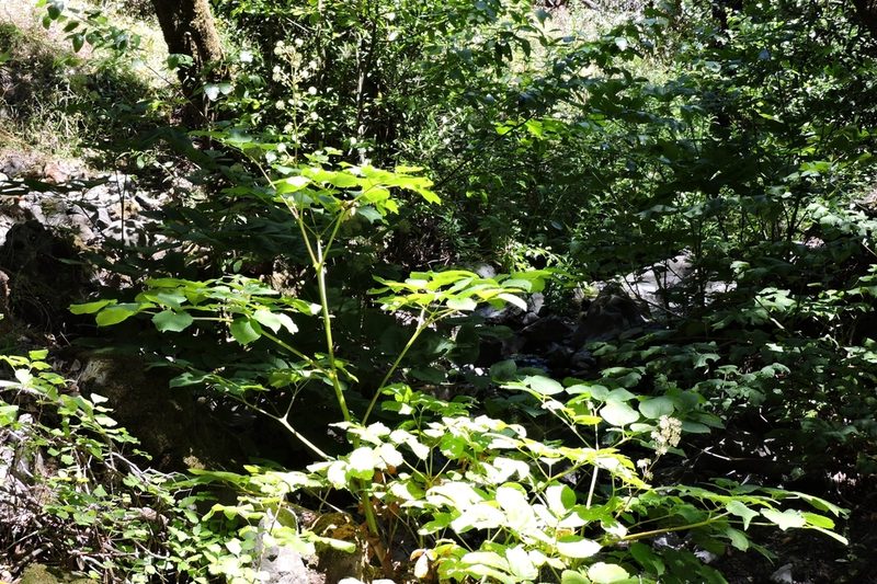 Aralia californica, photographed by Alex