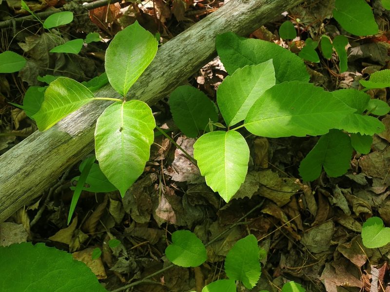 Toxicodendron rydbergii, photographed by Étienne Léveillé-Bourret