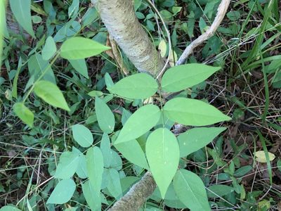 Apios americana