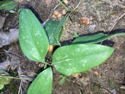 Smilax glauca, photographed by Joseph McPhail