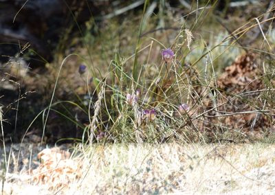 Calochortus plummerae, photographed by velodrome