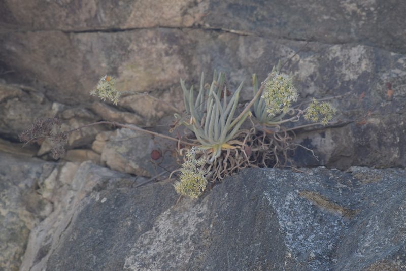 Dudleya densiflora, photographed by velodrome