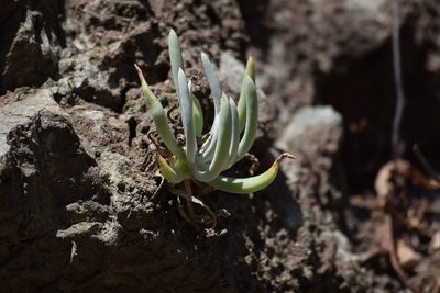 Dudleya densiflora, photographed by velodrome