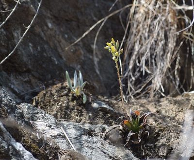 Dudleya lanceolata