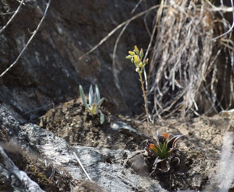 Dudleya lanceolata, photographed by velodrome