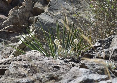 Dudleya densiflora, photographed by velodrome