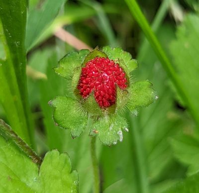 Potentilla indica