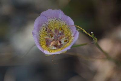 Calochortus plummerae