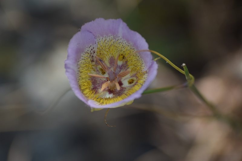 Calochortus plummerae, photographed by velodrome